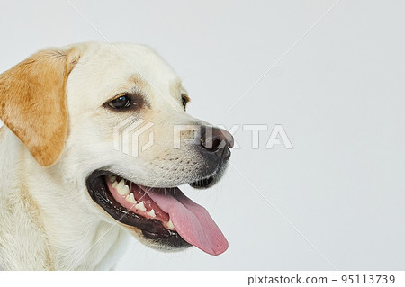 golden retriever portrait 95113739