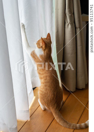 A cat playing with the curtain Brown Tiger White 95113741