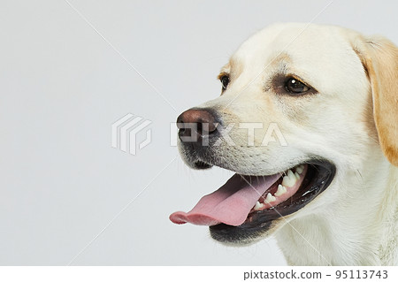 golden retriever portrait 95113743