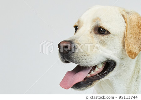 golden retriever portrait golden retriever portrait 95113744