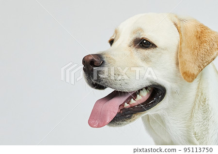 golden retriever portrait 95113750