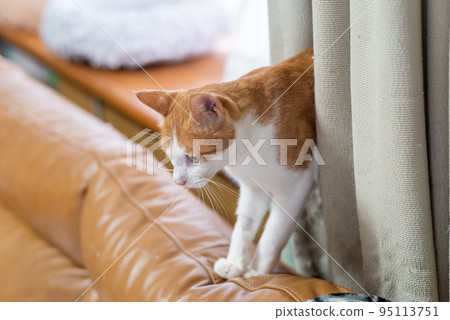 Staring cat, brown tabby white Staring cat, brown tabby white 95113751