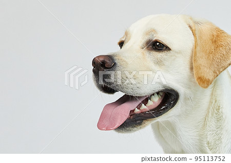 golden retriever portrait 95113752