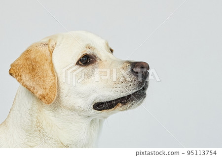 golden retriever portrait 95113754