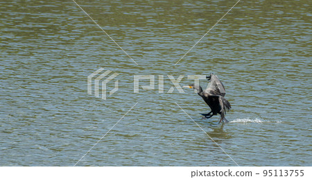 Great cormorant landing on water 95113755