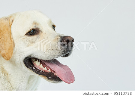 金毛獵犬肖像 95113758