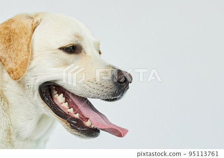 golden retriever portrait golden retriever portrait 95113761