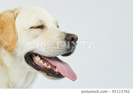 golden retriever portrait golden retriever portrait 95113762