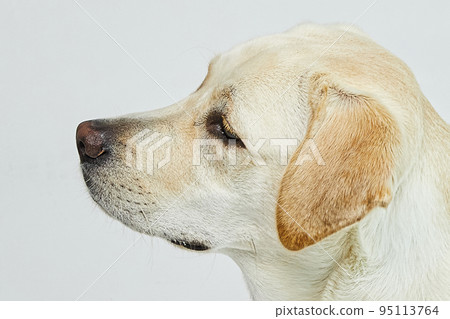 金毛獵犬肖像 95113764