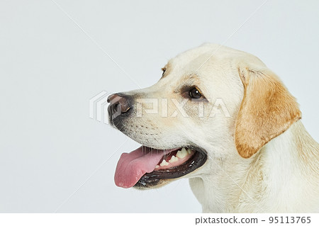 金毛獵犬肖像 95113765