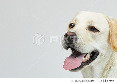 golden retriever portrait 95113766