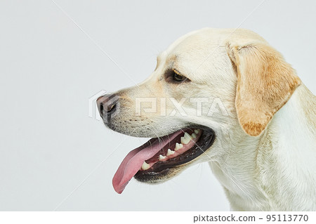 golden retriever portrait golden retriever portrait 95113770