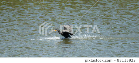 Great cormorant landing on water 95113922