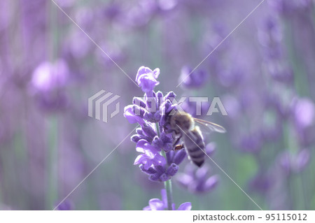 Blooming lavender pollinated by bee in a field at sunset. Provence, France. Close up. Selective focus. Lavender flower spring background with beautiful purple colors and bokeh lights. Blooming lavender pollinated by bee in a field at sunset. Provence, France. Close up. Selective focus. Lavender flower spring background with beautiful purple colors and bokeh lights. 95115012