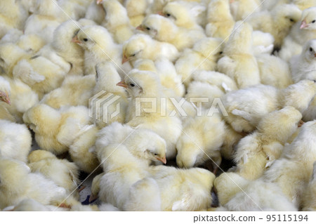 Yellow baby chicks huddled together, India 95115194