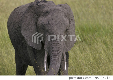African bush elephant, Loxodonta africana, Kenya, Africa African bush elephant, Loxodonta africana, Kenya, Africa 95115218
