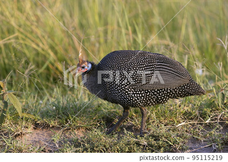 Helmeted guineafowl, Numida meleagris, Kenya, Africa Helmeted guineafowl, Numida meleagris, Kenya, Africa 95115219