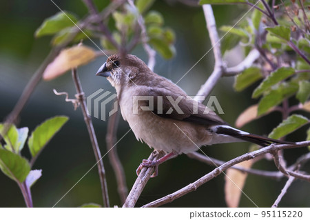Indian silverbill or white throated munia, Euodice malabarica sitting on plant, Delhi, India Indian silverbill or white throated munia, Euodice malabarica sitting on plant, Delhi, India 95115220