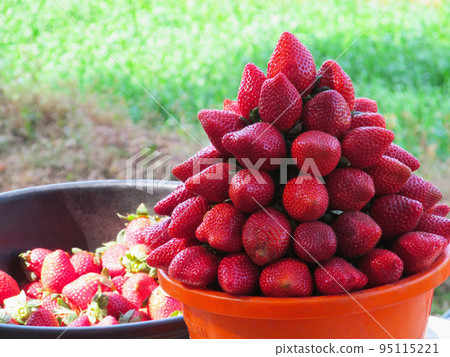 Strawberries, Fragaria x ananassa in basket, Mahabaleshwar, India Strawberries, Fragaria x ananassa in basket, Mahabaleshwar, India 95115221
