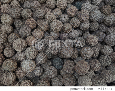 Elaeocarpus Ganitrus - Rudraksha seeds, Sringeri, Karnataka, India Elaeocarpus Ganitrus - Rudraksha seeds, Sringeri, Karnataka, India 95115225