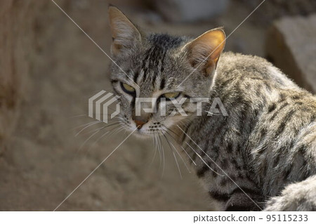 Asiatic Wildcat, Felis lybica ornata, Desert National Park, Jaisalmer, Rajasthan, India. Asiatic Wildcat, Felis lybica ornata, Desert National Park, Jaisalmer, Rajasthan, India. 95115233