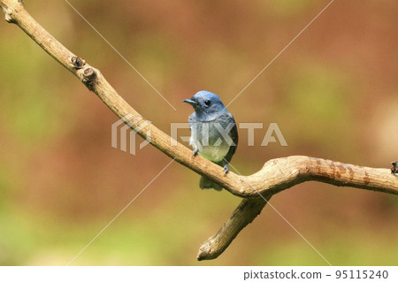 Male Black Naped Monarch Flycatcher,  Hypothymis azurea , Ganeshgudi, Karnataka, India 95115240