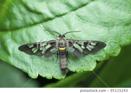 Wasp mimicking moth species, Satara, Maharashtra, India Wasp mimicking moth species, Satara, Maharashtra, India 95115243