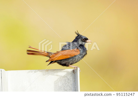 Crested bunting, Emberiza lathami, Satara, Maharashtra, India Crested bunting, Emberiza lathami, Satara, Maharashtra, India 95115247