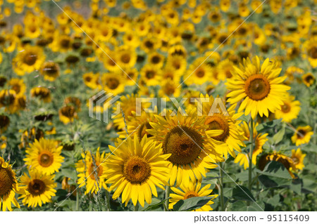 sunflower (Helianthus annuus) seeds apparently depends on the quality of the seeds 95115409
