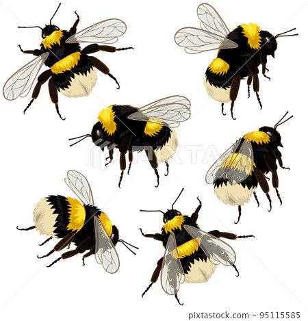 Set of bumblebees isolated on white background in different angles. Vector illustration. 95115585