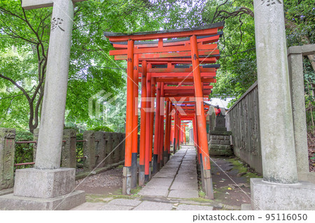 Tunnel of torii gates, Nezu Shrine, Ueno, Tokyo, Japan. 95116050