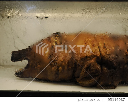italian porchetta roasted pig on restaurant window 95116087