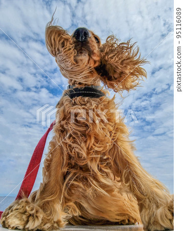 cocker spaniel dog ears in wind vertical 95116089