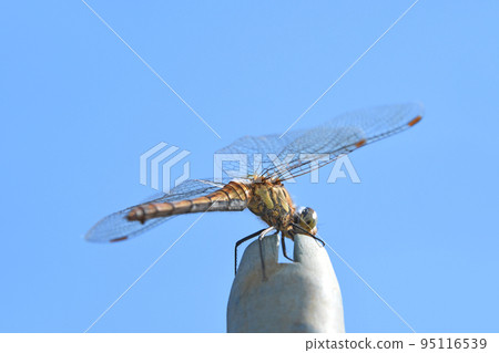 Dragonfly Dragonfly 95116539