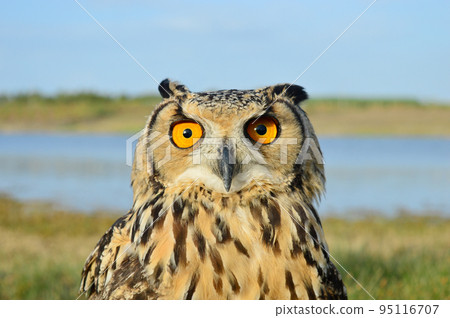 Closeup of Indian eagl owl, Bubo bengalensis, Satara, Maharashtra, India 95116707