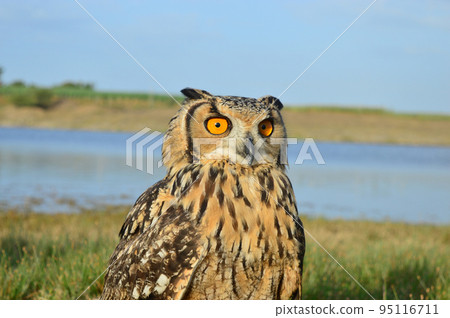 Indian eagle owl, Bubo bengalensis, Satara, Maharashtra, India Indian eagle owl, Bubo bengalensis, Satara, Maharashtra, India 95116711