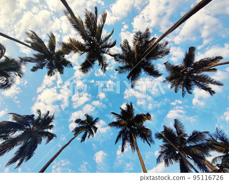 Parra Coconut Tree Road showing tops of coconut trees, St. Annes Church Rd, Parra, Goa, India Parra Coconut Tree Road showing tops of coconut trees, St. Annes Church Rd, Parra, Goa, India 95116726