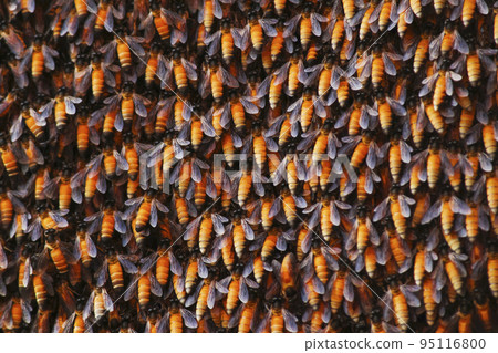 Indian Honeybee nest closeup view Indian Honeybee nest closeup view 95116800