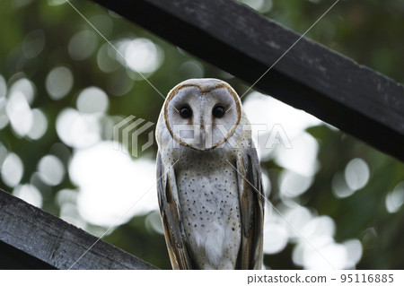 Barn owl, Tyto alba,  Satara, Maharashtra,  india 95116885