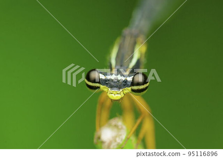 Eyes of  jewelwing Damselfly, Calopteryx maculata, Satara, Maharashtra, India 95116896