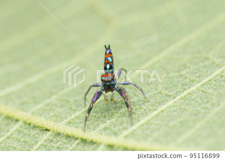 Most vibrant coloured jumping spider species, Chrysilla volupe, Satara, Maharashtra, India 95116899
