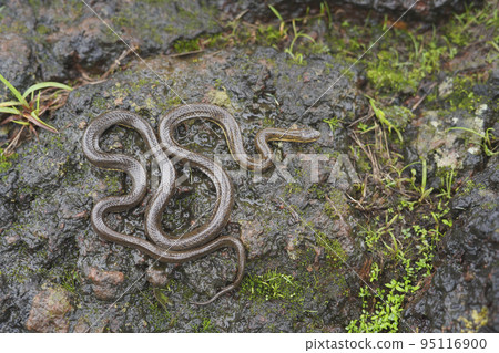 Olive green forest snake, Rhabdops aquaticus endemic to western ghats, Satara, Maharashtra, India 95116900