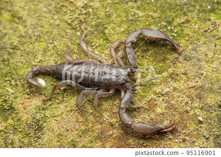 Recently described Phaltans scorpion, Neoscorpiops phaltanensis, Satara, Maharashtra, India Recently described Phaltans scorpion, Neoscorpiops phaltanensis, Satara, Maharashtra, India 95116901