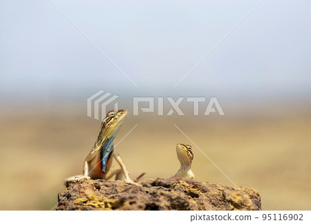 Sarada superba, the superb large fan-throated lizard, is a species of agamid lizard found in Maharashtra, India Sarada superba, the superb large fan-throated lizard, is a species of agamid lizard found in Maharashtra, India 95116902