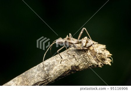 Bark assasin bug, Satara, Maharashtra, India 95116906