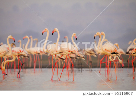 Greater flamingo, Phoenicopterus roseus, Satara, Maharashtra, India Greater flamingo, Phoenicopterus roseus, Satara, Maharashtra, India 95116907