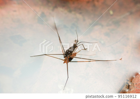 Water skipper bug, Cyprus species, Satara, Maharashtra, India Water skipper bug, Cyprus species, Satara, Maharashtra, India 95116912