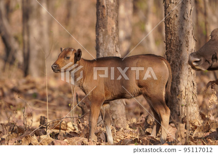 Baby of Indian bison , Bos gaurus, , Amravati maharashtra india Baby of Indian bison , Bos gaurus, , Amravati maharashtra india 95117012