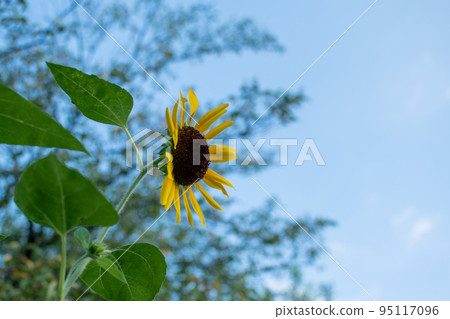 Sunset sunflower 95117096