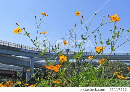 Yokohama Aoba Interchange and Cosmos 95117312